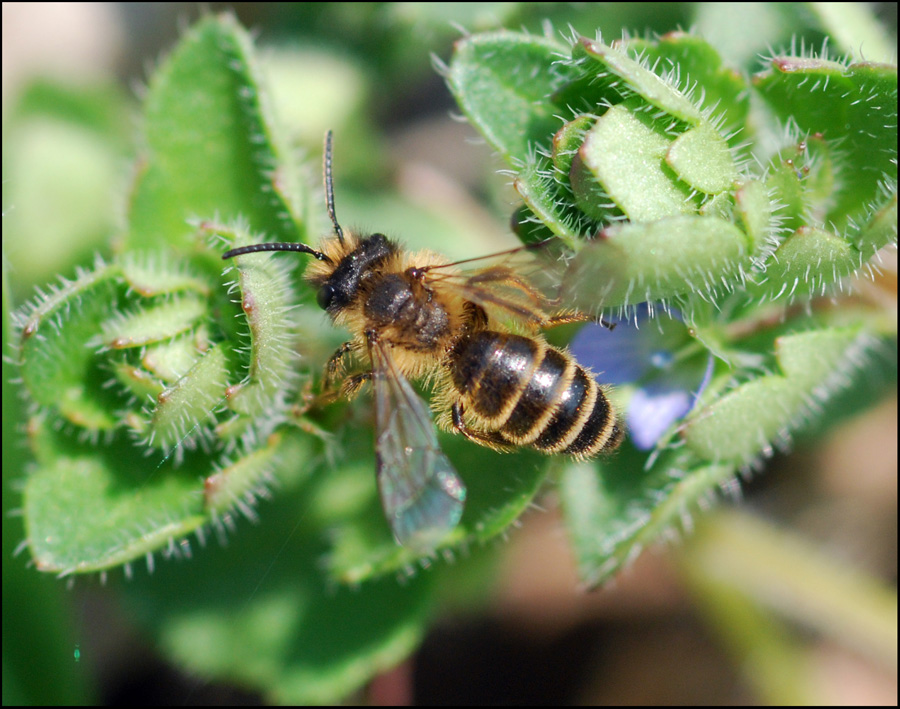 Andrena cfr flavipes maschio